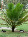 Sago Palm